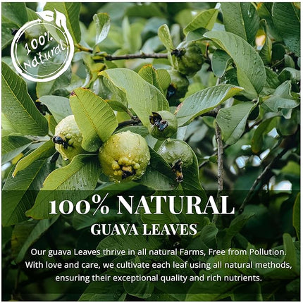 Dried Guava Leaves 2.6oz – Loose Leaf Herbal Tea for Digestion & Immunity | Non-GMO, Vegan