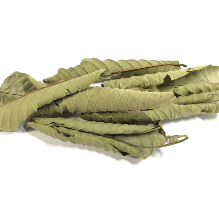 Dried Guava Leaves 2.6oz – Loose Leaf Herbal Tea for Digestion & Immunity | Non-GMO, Vegan