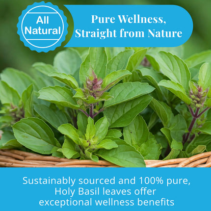 Akshit Dried Tulsi / Holy Basil Leaves | Tulsi Tea | Holy Basil Tea - 2.6oz