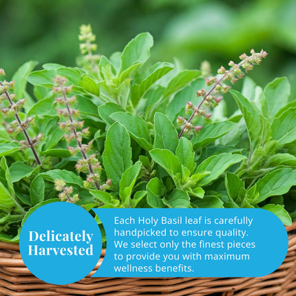 Akshit Holy Basil Leaves, Naturally Dried Leaves, 100% Pure Holy Basil (Tulsi) Tea , No Caffeine, No Additives, Vegan - 2.6oz